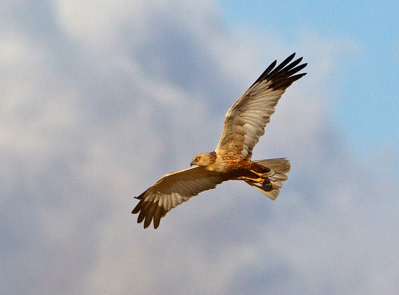 Marsh Harrier