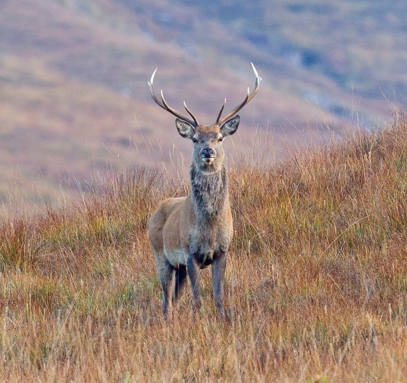 Stag | Ardnamurchan