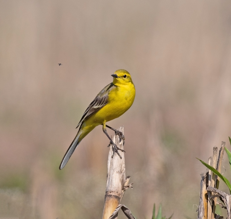 Frodsham Marsh and Yellow Wagtail