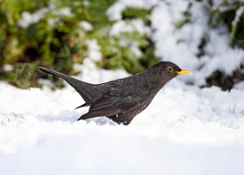 Blackbird | Wildlife Photography