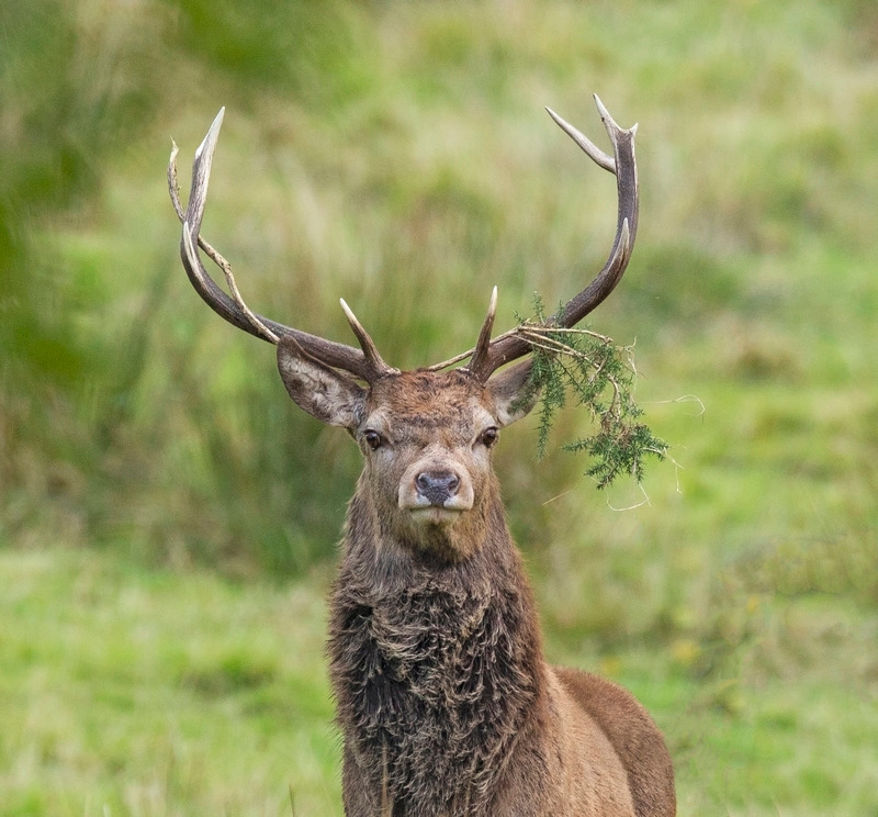 Red Deer