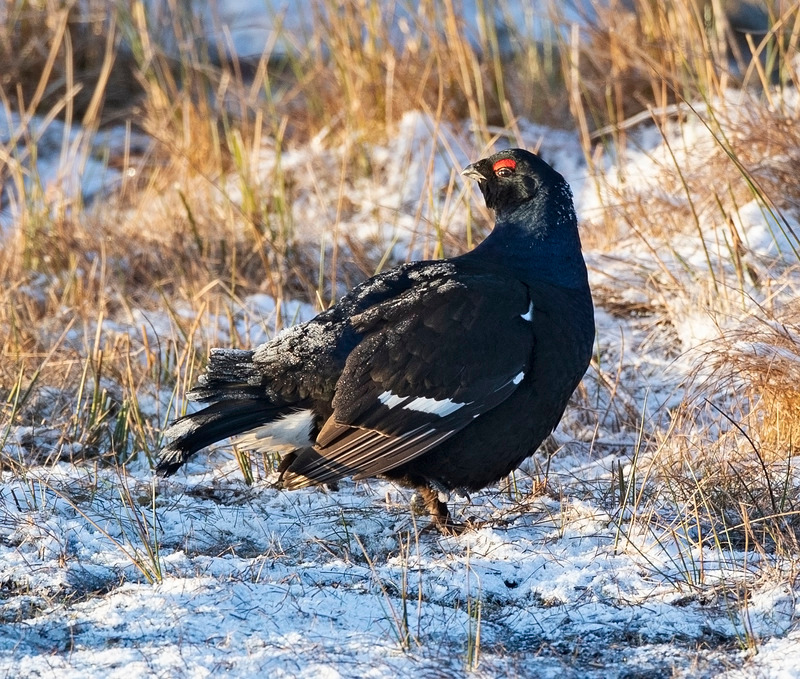 Black Grouse - Tetrao tetrix - On the moors