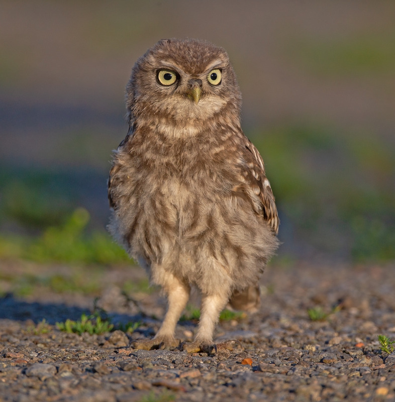 Little Owl | Graham Manson Photography