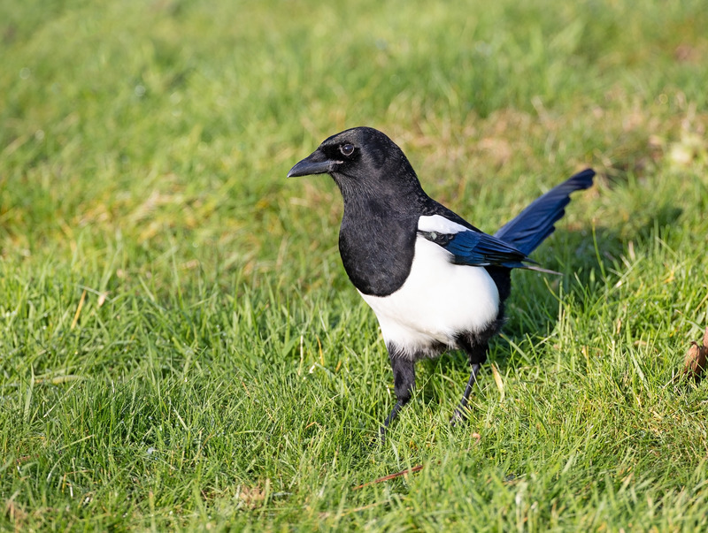 Magpie - Pica pica - Hedgerows and Woodland