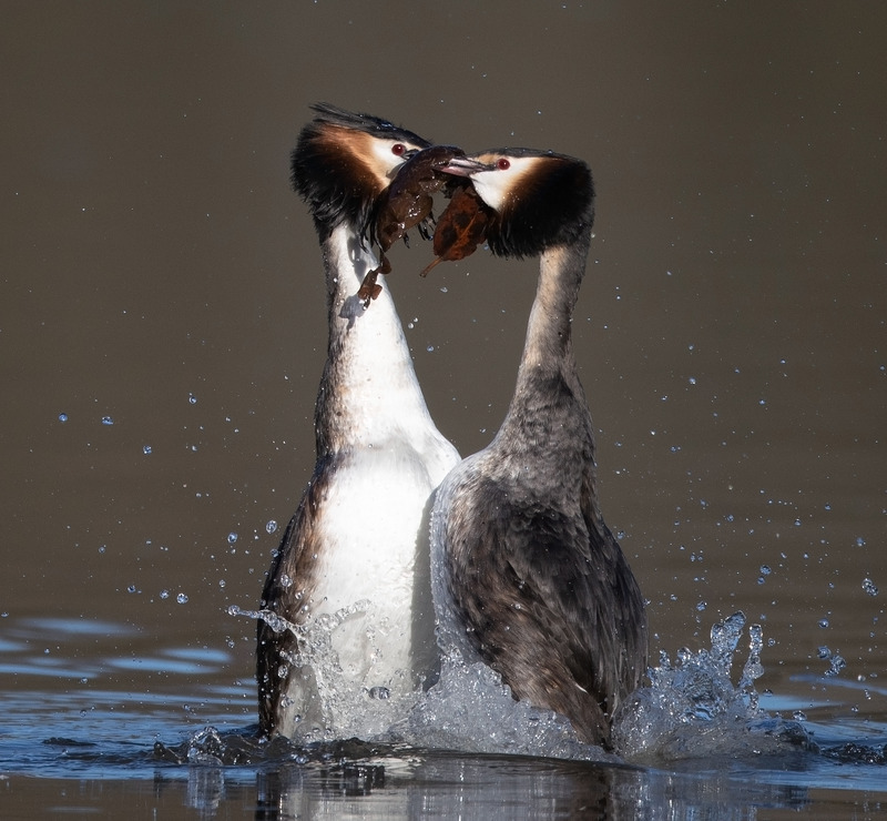 Great Crested Grebe | Courtship