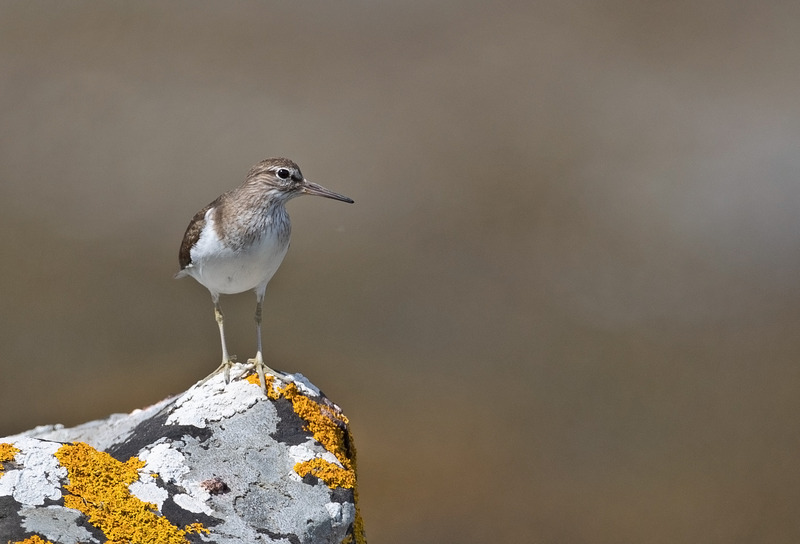 Common Sandpiper - Actitis hypoleucos - Ardnamurchan