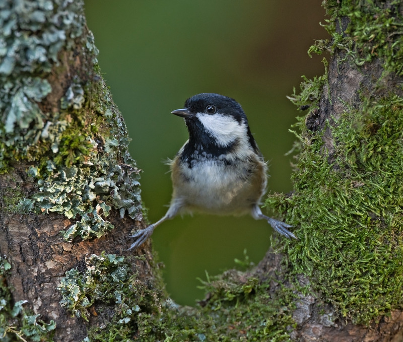 Coal Tit - Periparus ater - Hedgerows and Woodland