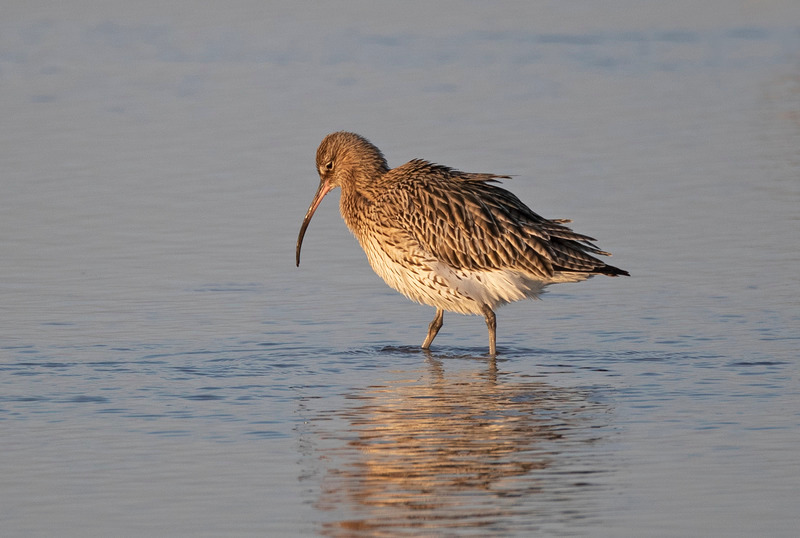 Curlew - Numenius arquata - The Coast