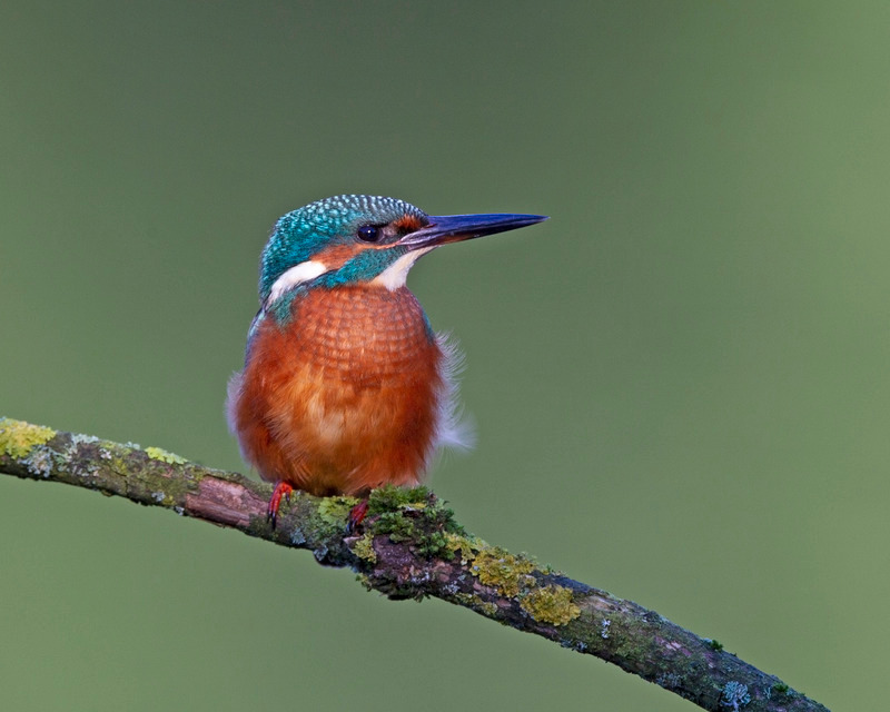 Kingfisher - Alcedo atthis - Lakes, Streams and Ponds