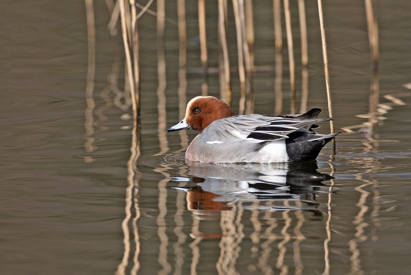 Wigeon - Anas penelope - Lakes, Streams and Ponds