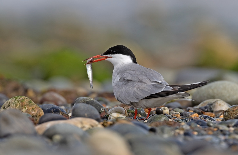 Common Tern