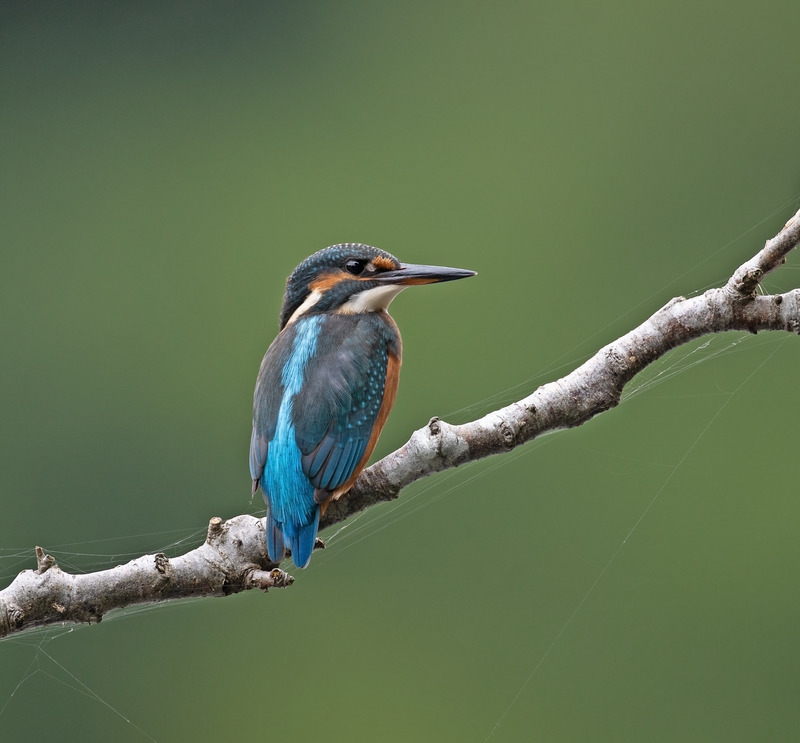 Kingfisher - Alcedo atthis - Lakes, Streams and Ponds
