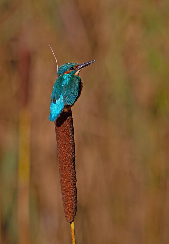 Kingfisher - Alcedo atthis - Lakes, Streams and Ponds