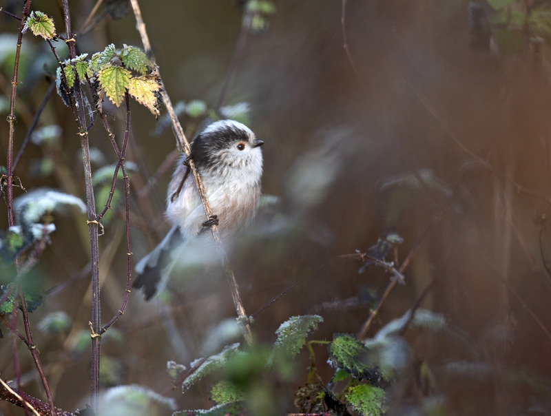 Long-tailed tit - Aegithalos caudatus - Hedgerows and Woodland