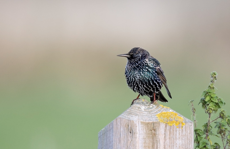 Starling - Sturnus vulgaris - Meadows, Fields and Open spaces