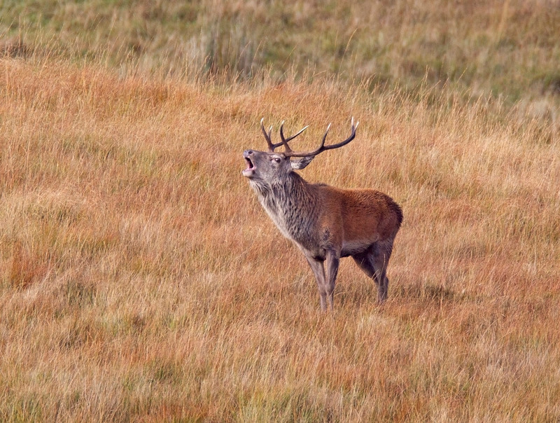 Red Deer Stag