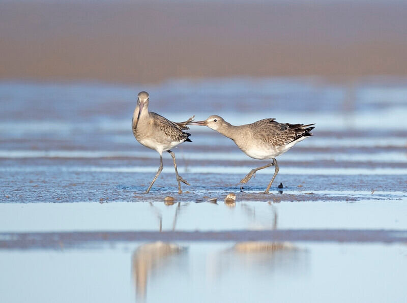 Bar-tailed Godwit - Limosa lapponica - The Coast
