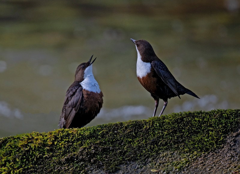 Dipper - Cinclus cinclus - Lakes, Streams and Ponds