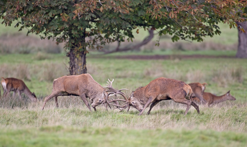 Graham Manson Photography | Red Deer