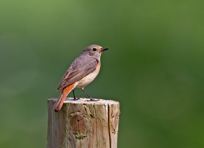 Redstart (f) - Phoenicurus phoenicurus - Hedgerows and Woodland