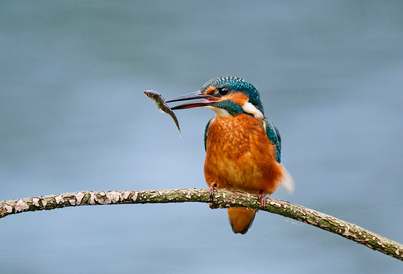 Kingfisher