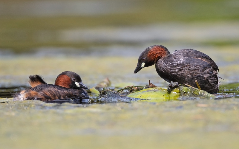 Little Grebes | Graham Manson Photography