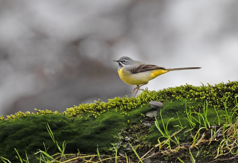 Grey Wagtail - Motacilla cinerea - Lakes, Streams and Ponds