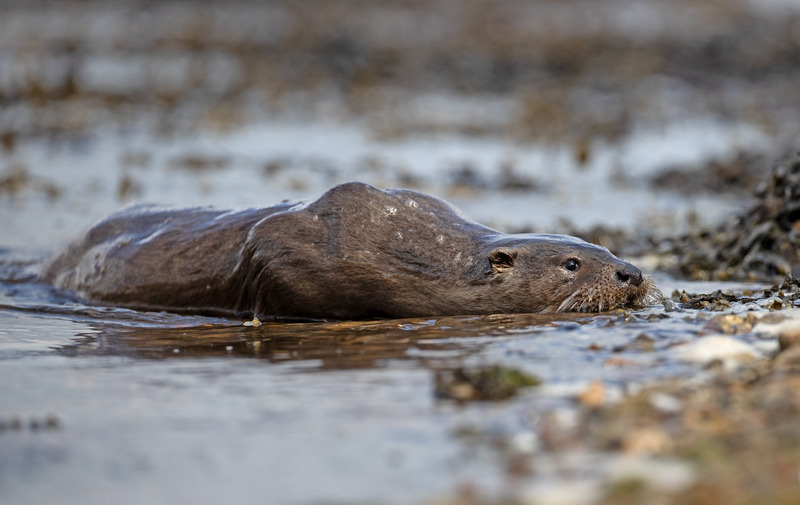 Otter - Lutra lutra - Ardnamurchan