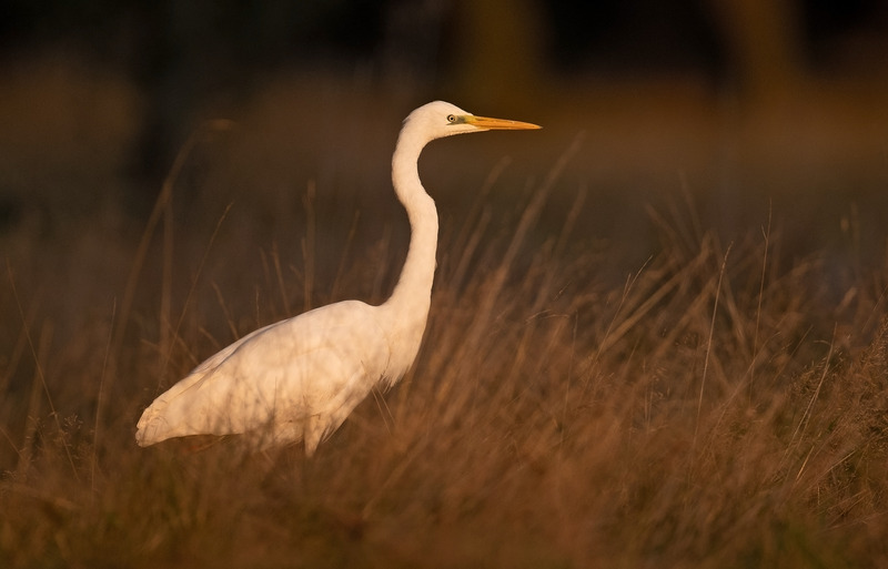 Great White Egret | Tatton Park