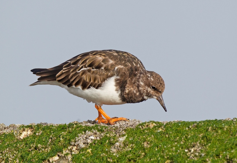 Turnstone - Arenaria interpres - The Coast