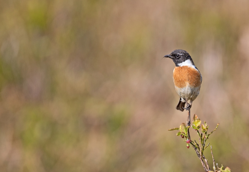 Stonechat - Saxicola rubicola - On the moors