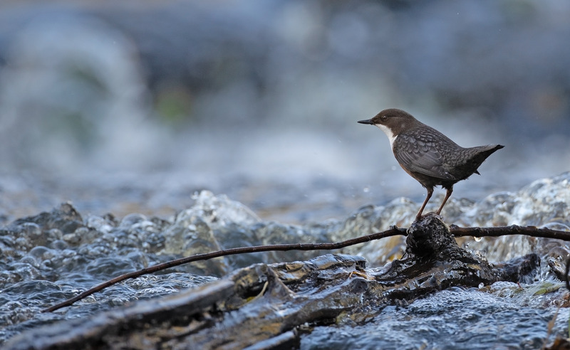 Dipper - Cinclus cinclus - Lakes, Streams and Ponds