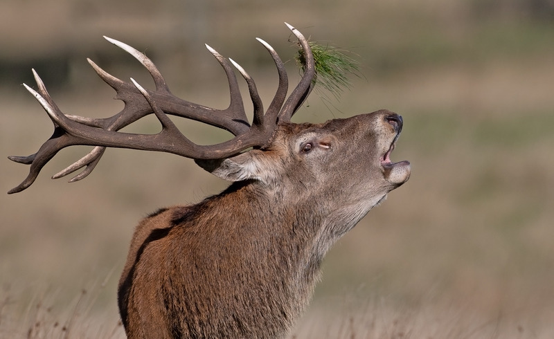 Red Deer - Cervus elaphus - Mammals