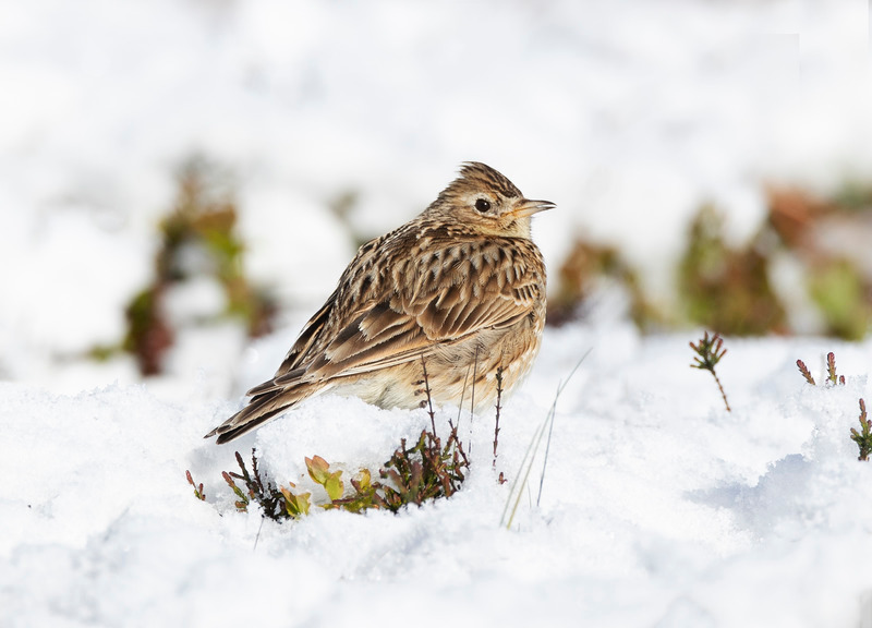 Skylark | North Wales