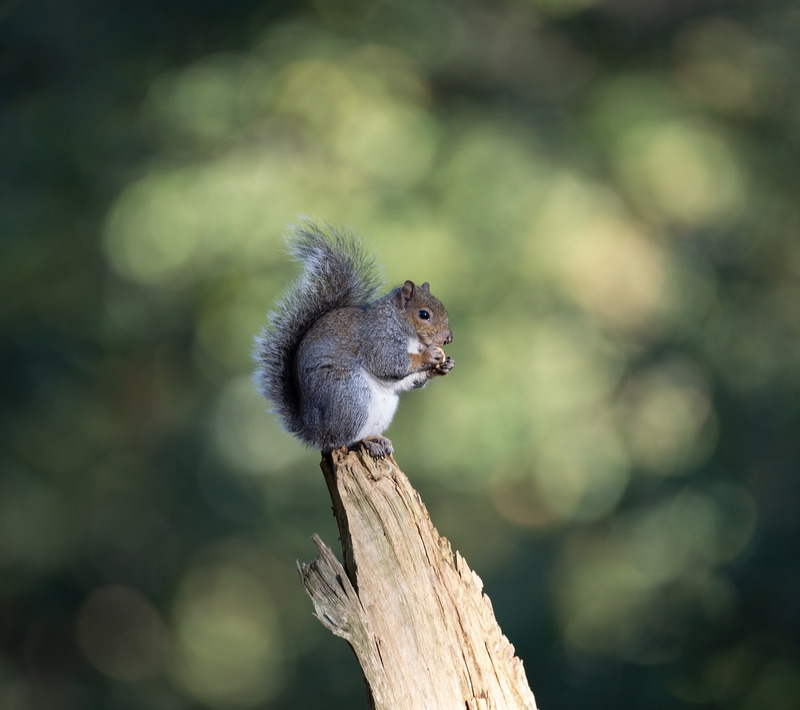 Grey Squirrel