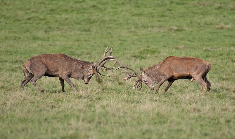 Red Deer - Cervus elaphus - Mammals