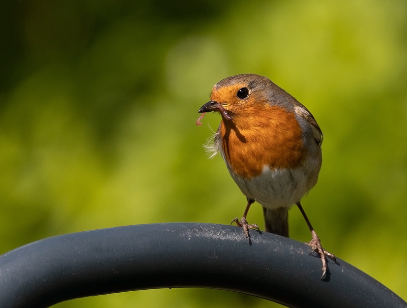 Robin - Erithacus rubecula - Hedgerows and Woodland