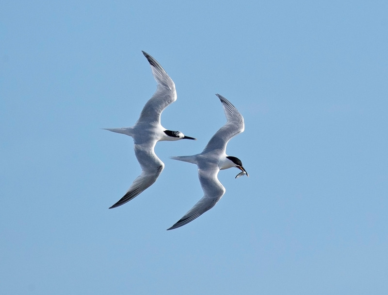 Sandwich Terns - Sterna sandvicensis - The Coast