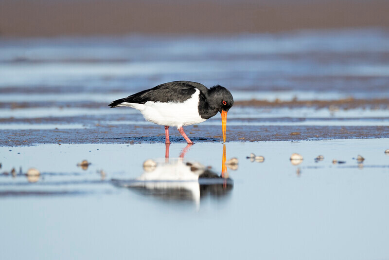 OysterCatcher - Haematopus ostralegus - The Coast