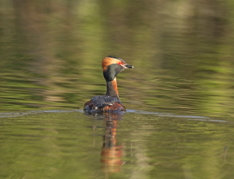 Slavonian Grebe -  Podiceps auritus - Cairngorms