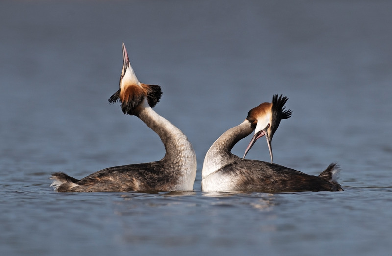 Great Crested Grebes | Appleton wildlife