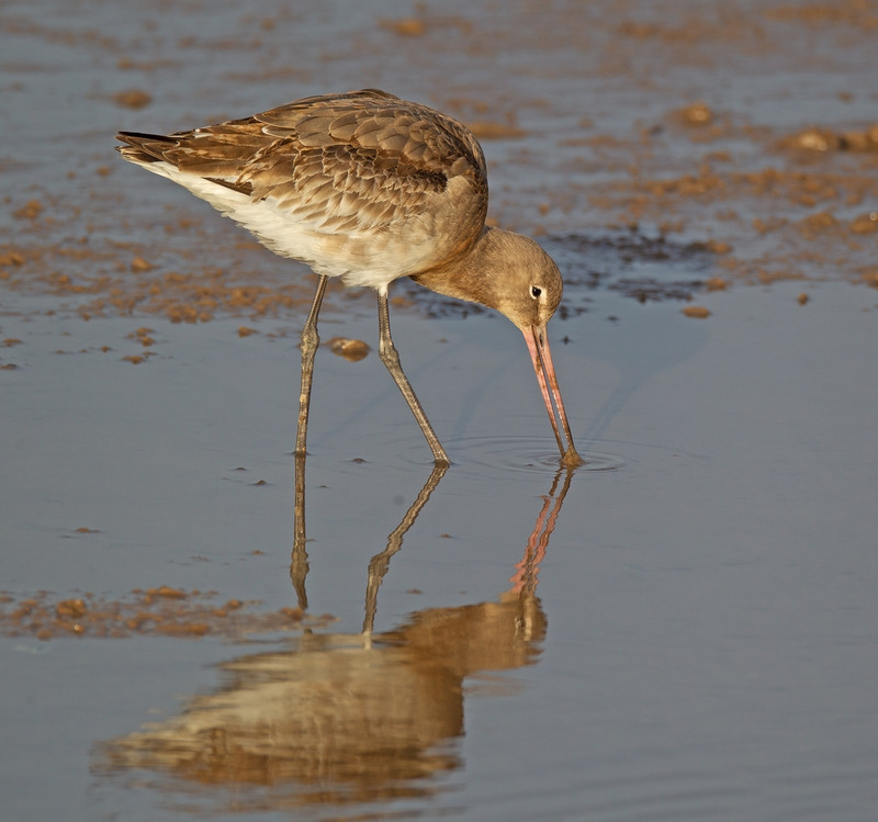 Bar-tailed Godwit - Limosa lapponica - The Coast