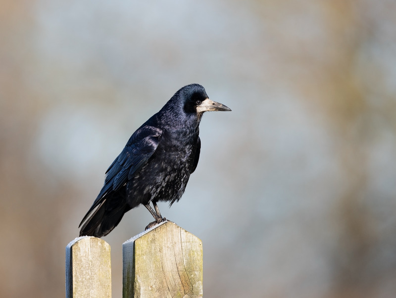 Rook - Corvus frugilegus - Meadows, Fields and Open spaces