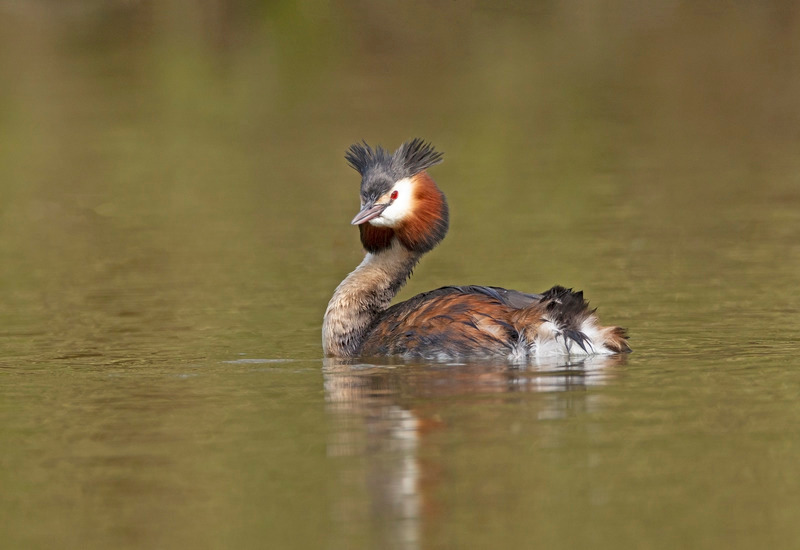 Great Crested Grebe