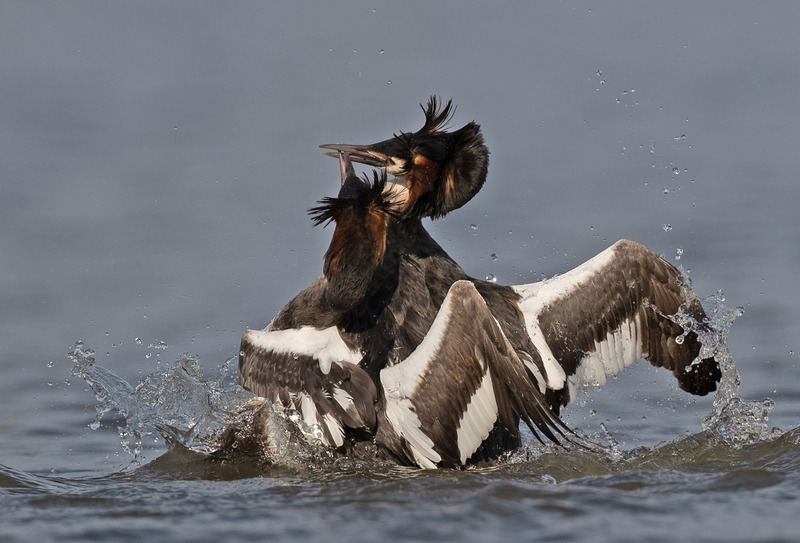 Graham Manson | Wildlife Photography