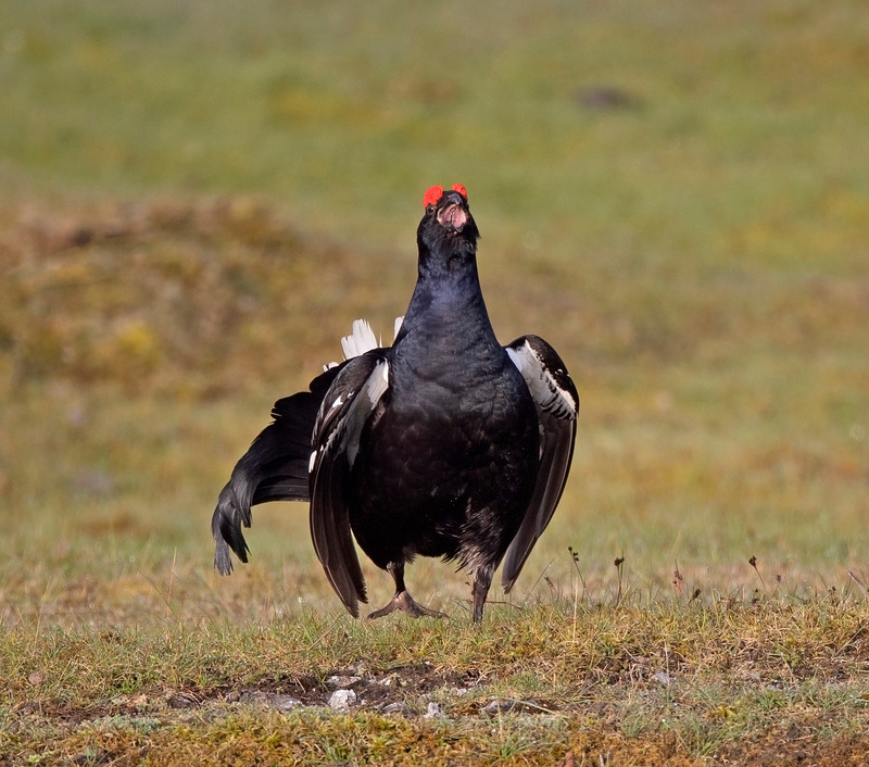 Black Grouse - Tetrao tetrix - On the moors