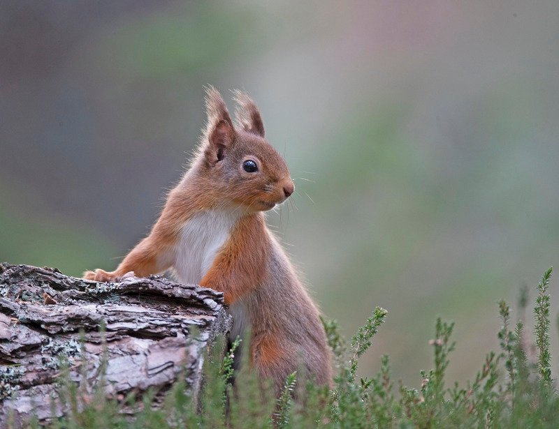 Red Squrrel | Inverness