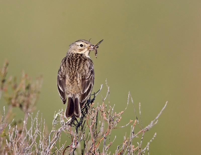 Medow Pipit | North Wales