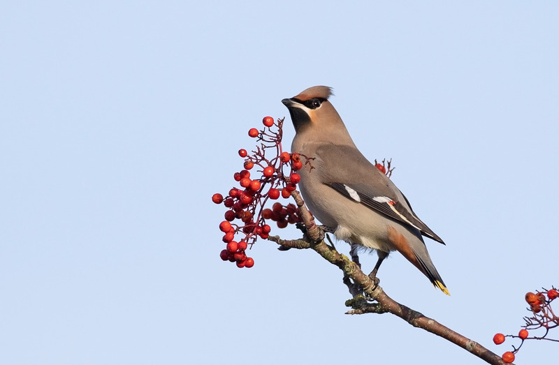 Waxwing - Bombycilla garrulus - Hedgerows and Woodland