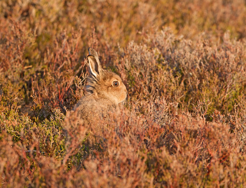 Leveret | Mountain Hare
